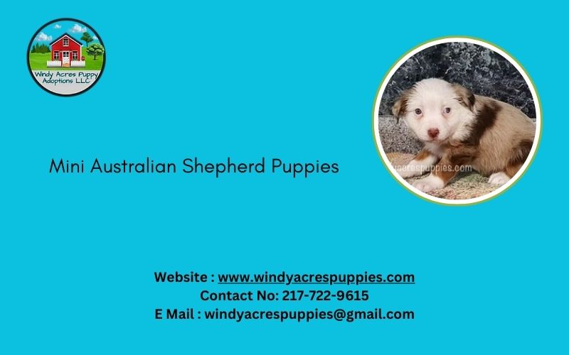 Adorable Mini Australian Shepherd Puppies For Sale